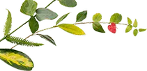 leaf-image